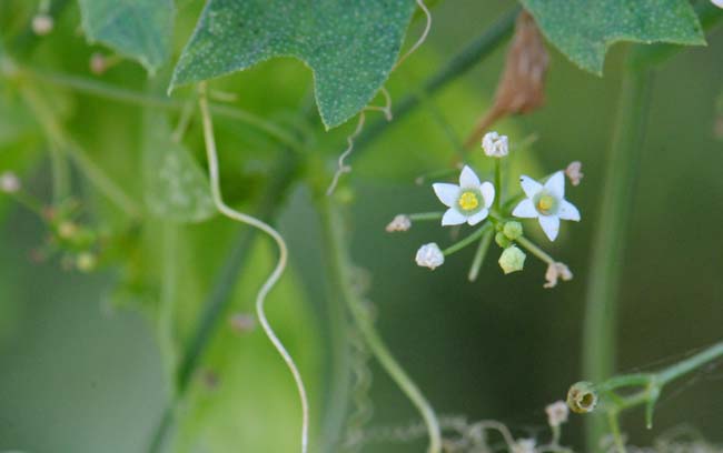 Brandegea bigelovii, Desert Starvine, Southwest Desert Flora